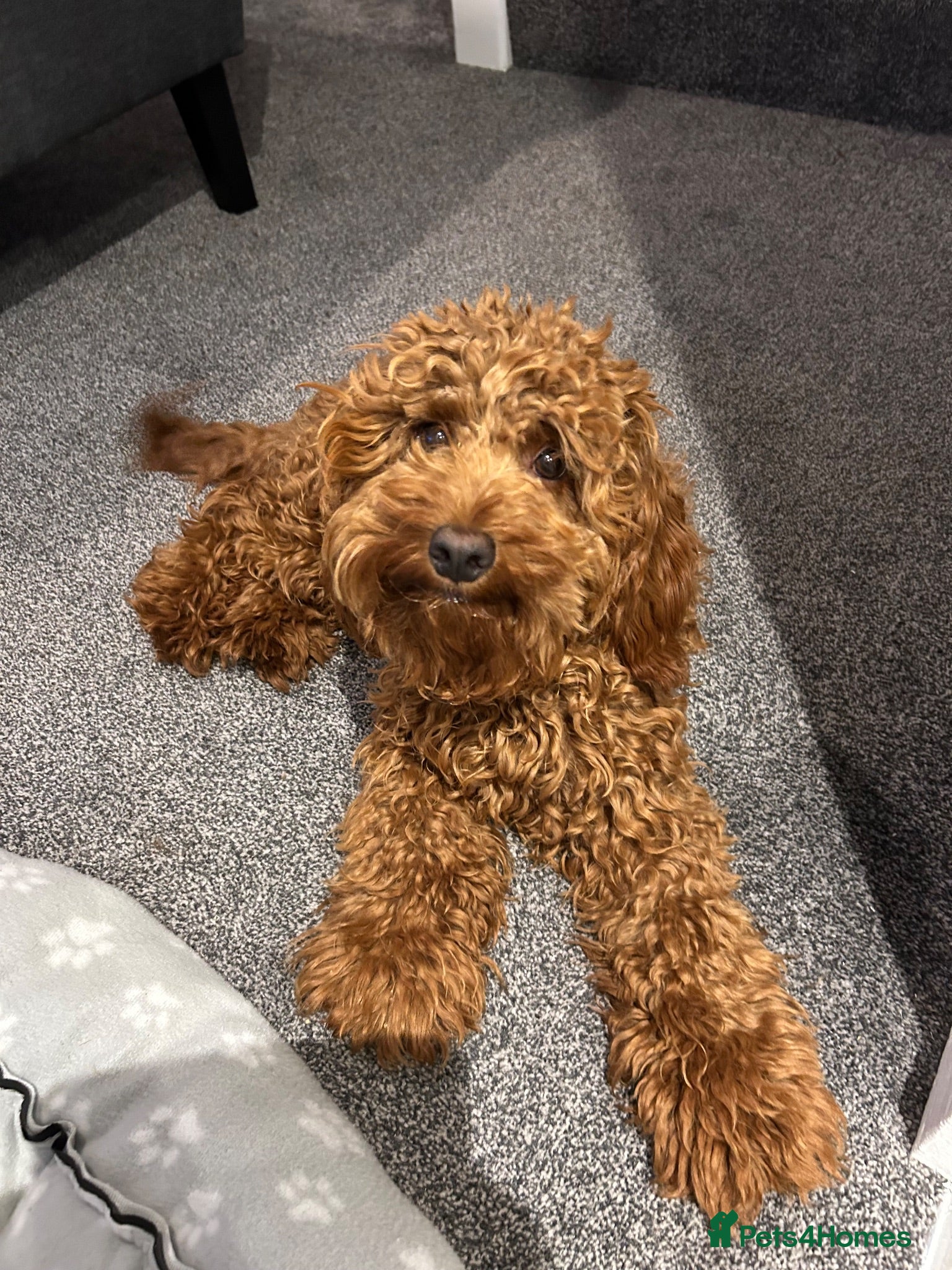 Cockapoo dogs Lovely Red Cockapoo  - Advert 4