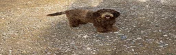 Cockapoo dogs for sale: Cockapoos in Worcester - Advert 2