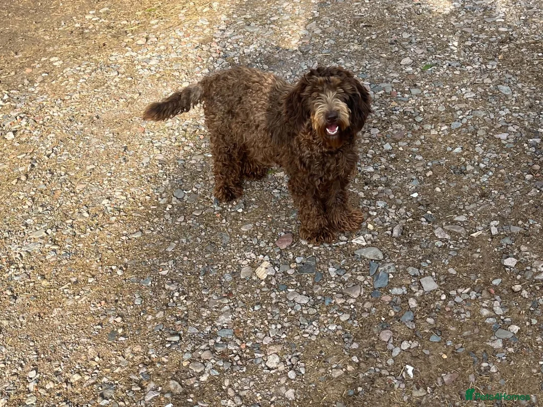 Cockapoo dogs for sale: Cockapoos in Worcester - Advert 2