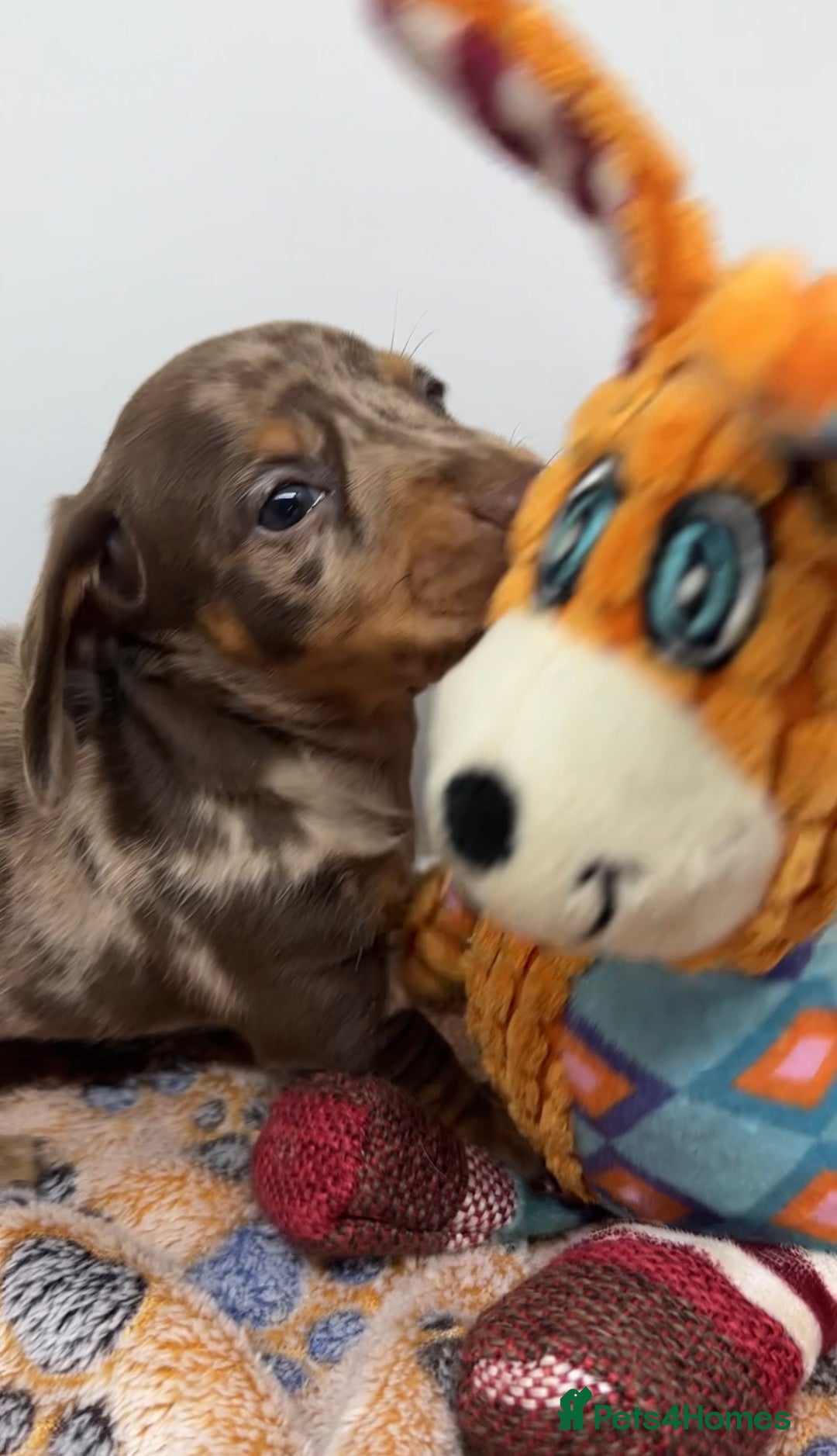 Miniature Dachshund dogs for sale: 3 Champion Line KC Miniature Dachshund Puppies  - Advert 11