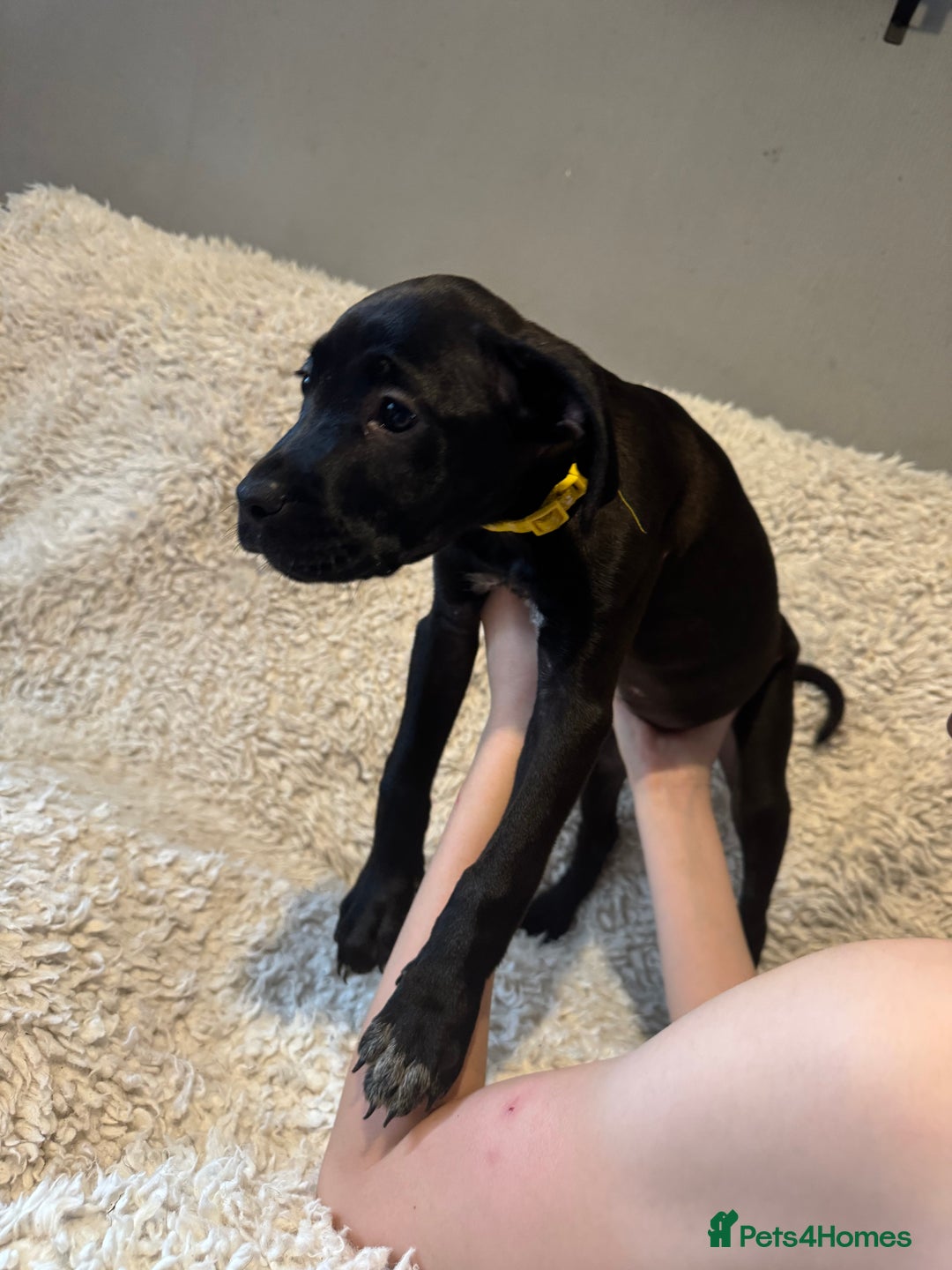 Cane Corso dogs for sale: Beautiful Litter Of Cane Corso Puppys - Image 21