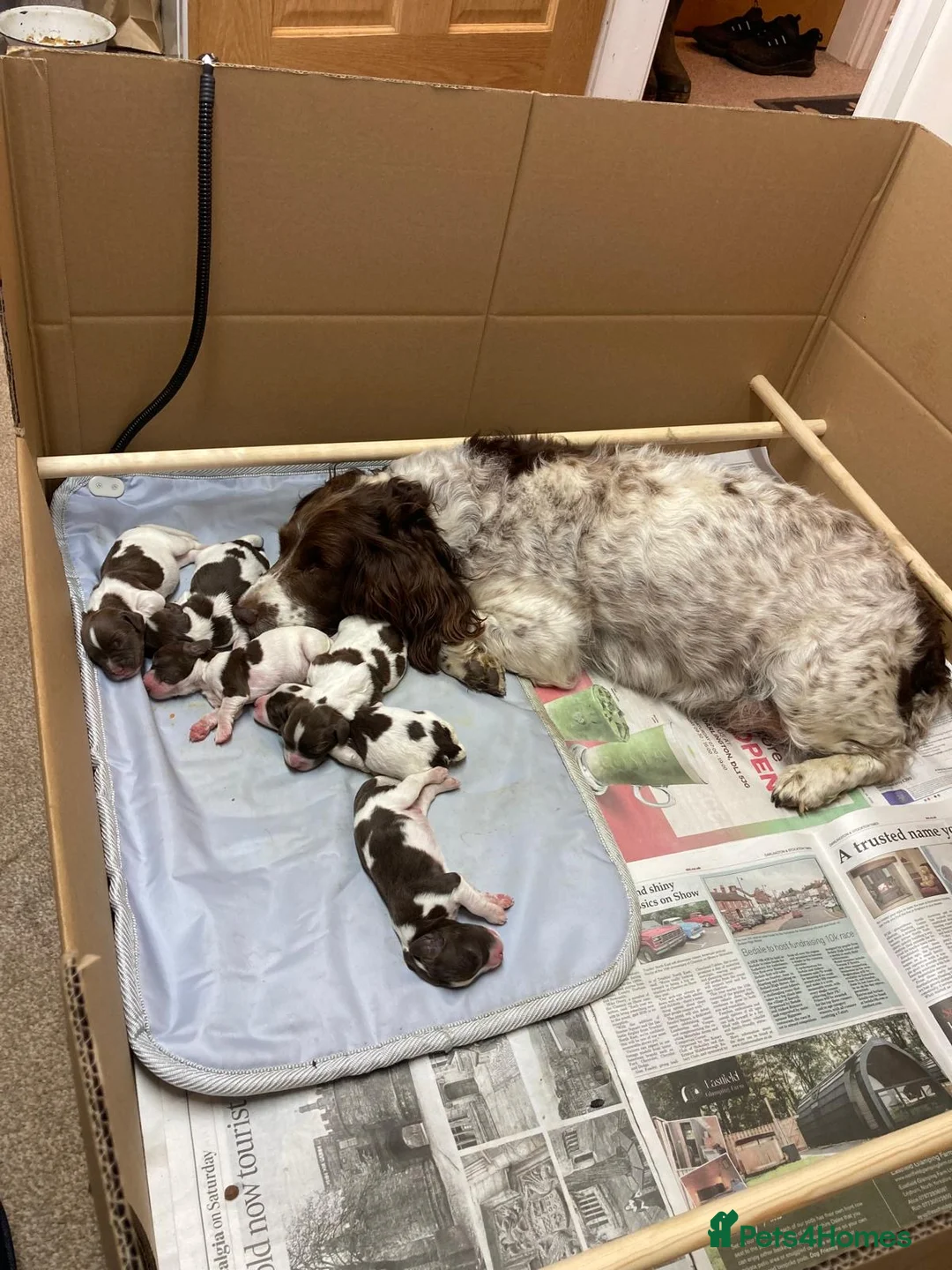 English Springer Spaniel dogs for sale: KC Reg Liver and White English Springer Spaniels - Advert 28