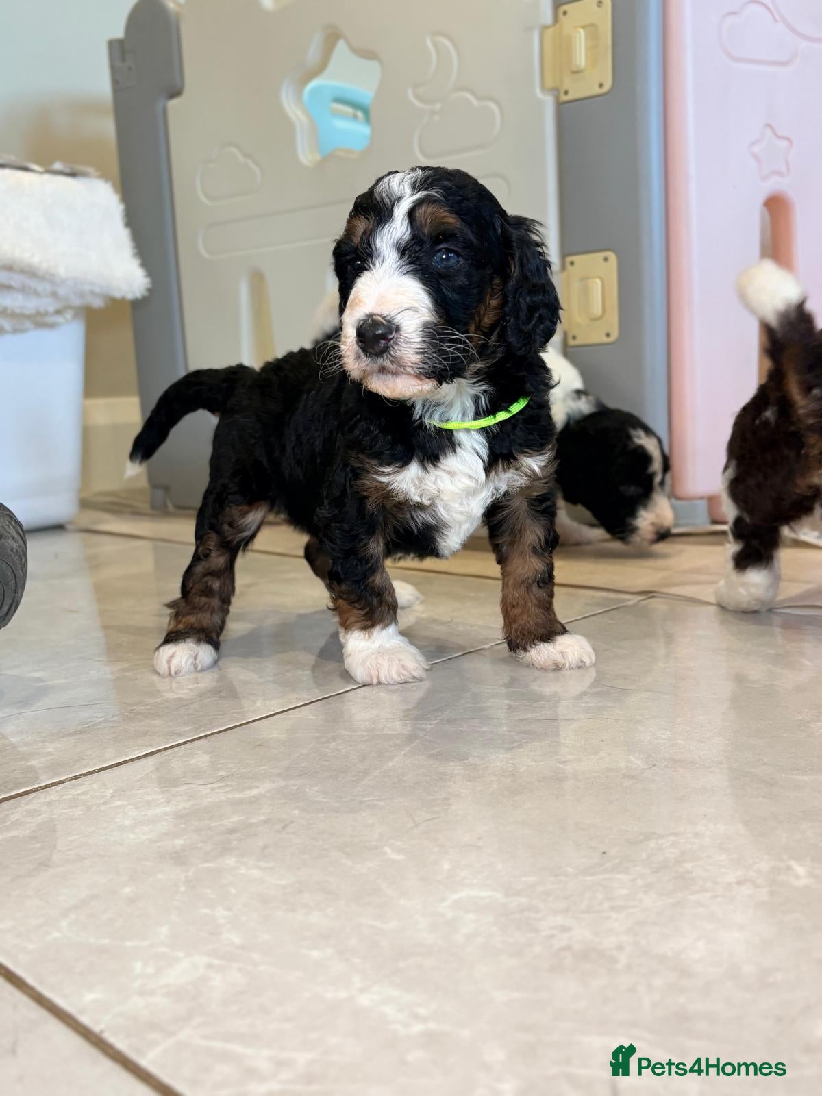 Bernedoodle dogs F1b health tested bernedoodle pups - Advert 1