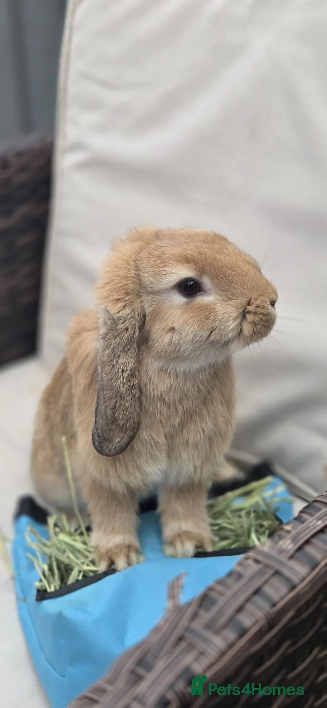 Mini Lop rabbits for sale: Beautiful Mini Lop Buck, Friendly & Gentle - Advert 7
