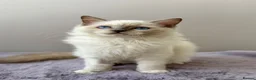 Ragdoll cats for sale: TICA registered blue mitted radoll kitten - Advert 5