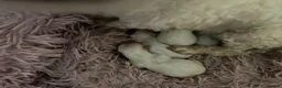 Bichon Frise dogs for sale: Bichoon Frise pups - Advert 8