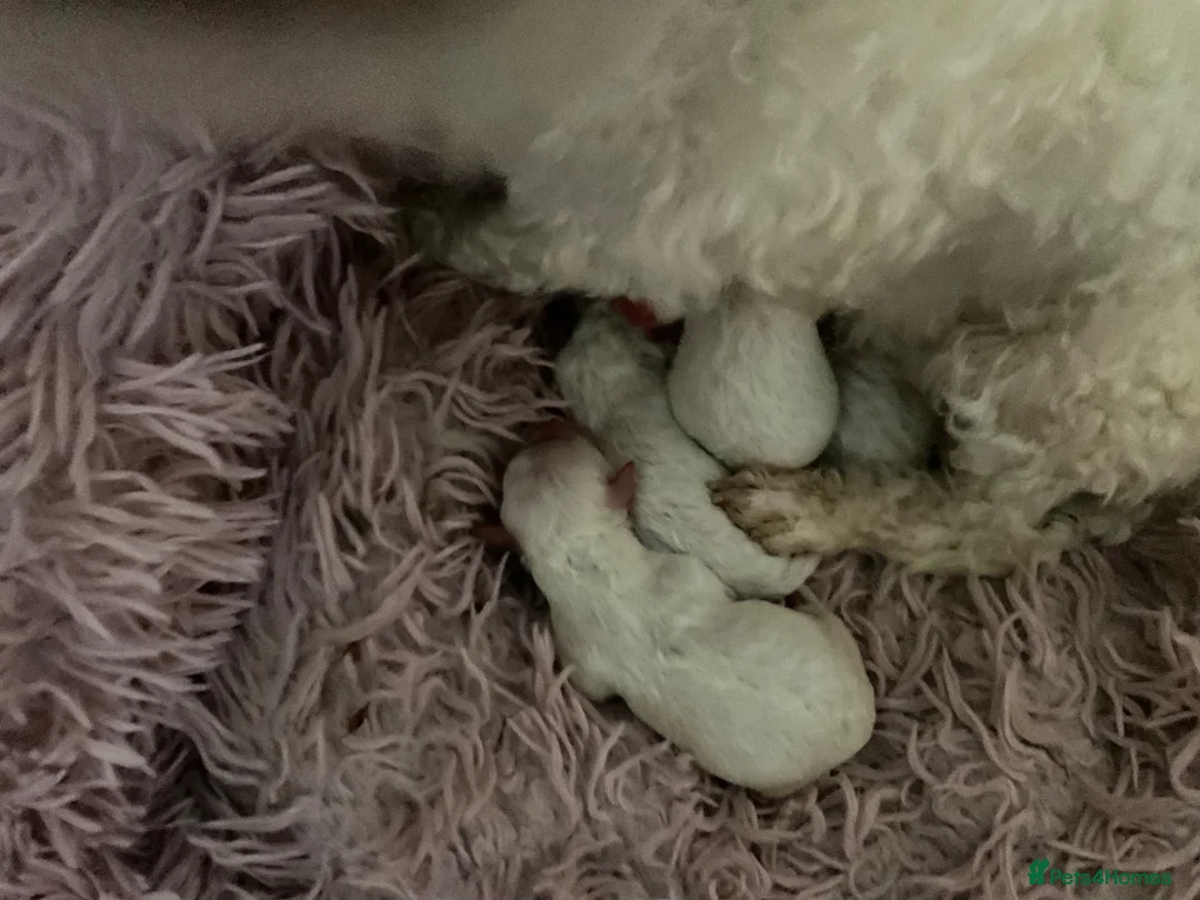Bichon Frise dogs for sale: Bichoon Frise pups - Advert 8