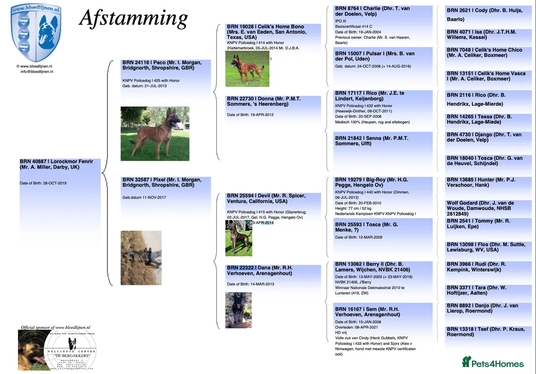 Belgian Shepherd Dog dogs for stud: Fenrir BRN 40887 - Advert 5