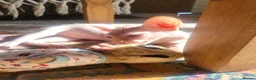 Sphynx cats for sale: Last Canadian sphynx looking for a loving home  - Advert 2