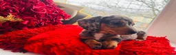 Miniature Dachshund dogs for sale: 🐶Miniature Dachshund Puppie - Advert 5