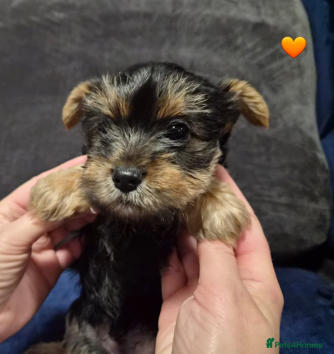 Yorkshire Terrier dogs for sale: Yorkshire terrier puppies (3 girls) - Image 18