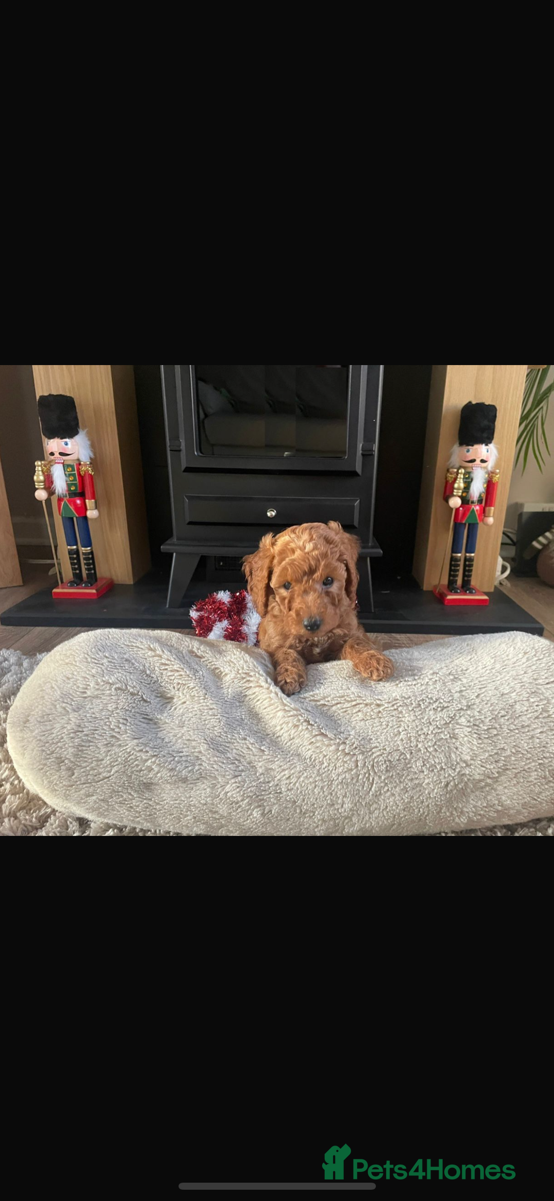 Cockapoo dogs for sale: Beautiful fb1 cockapoo female for sale - Advert 4