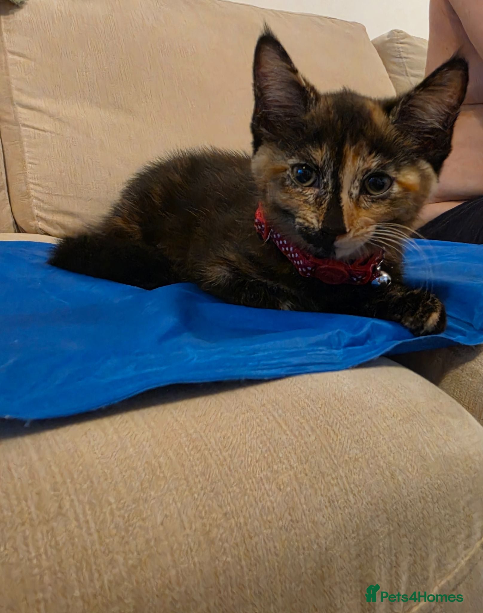 Mixed Breed cats tortoiseshell kitten - Advert 6