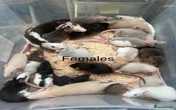 Rat rodents for sale: Baby rats - Image 1