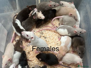 Rat rodents - Advert 11
