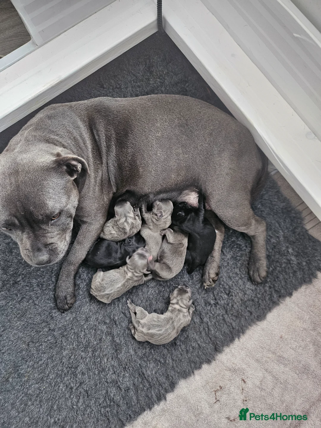 Staffordshire Bull Terrier dogs for sale: Staffordshire bull terrier highest pedigree pups - Advert 2