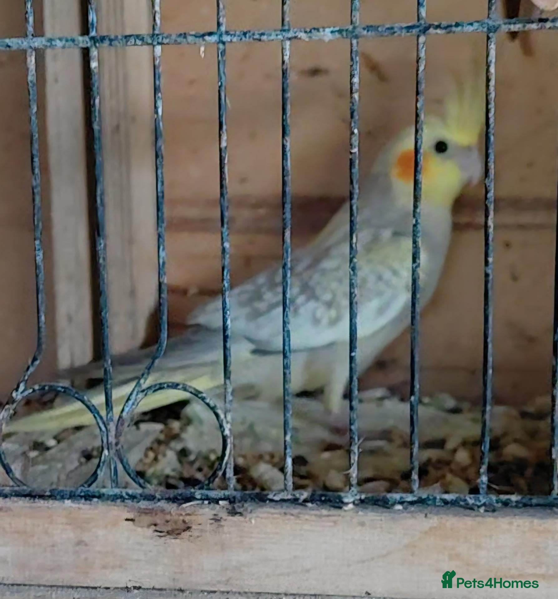Cockatiels birds Young cockatiel for sale  - Advert 7