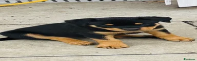 Rottweiler Puppy 3 ( orange collar )