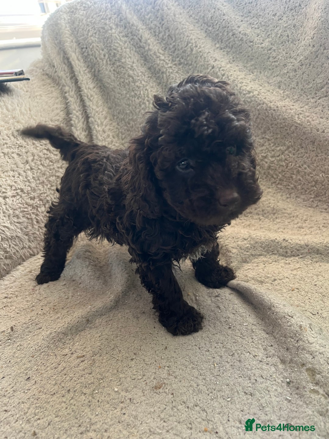 Toy Poodle dogs for sale: Toy poodle puppies - Advert 21
