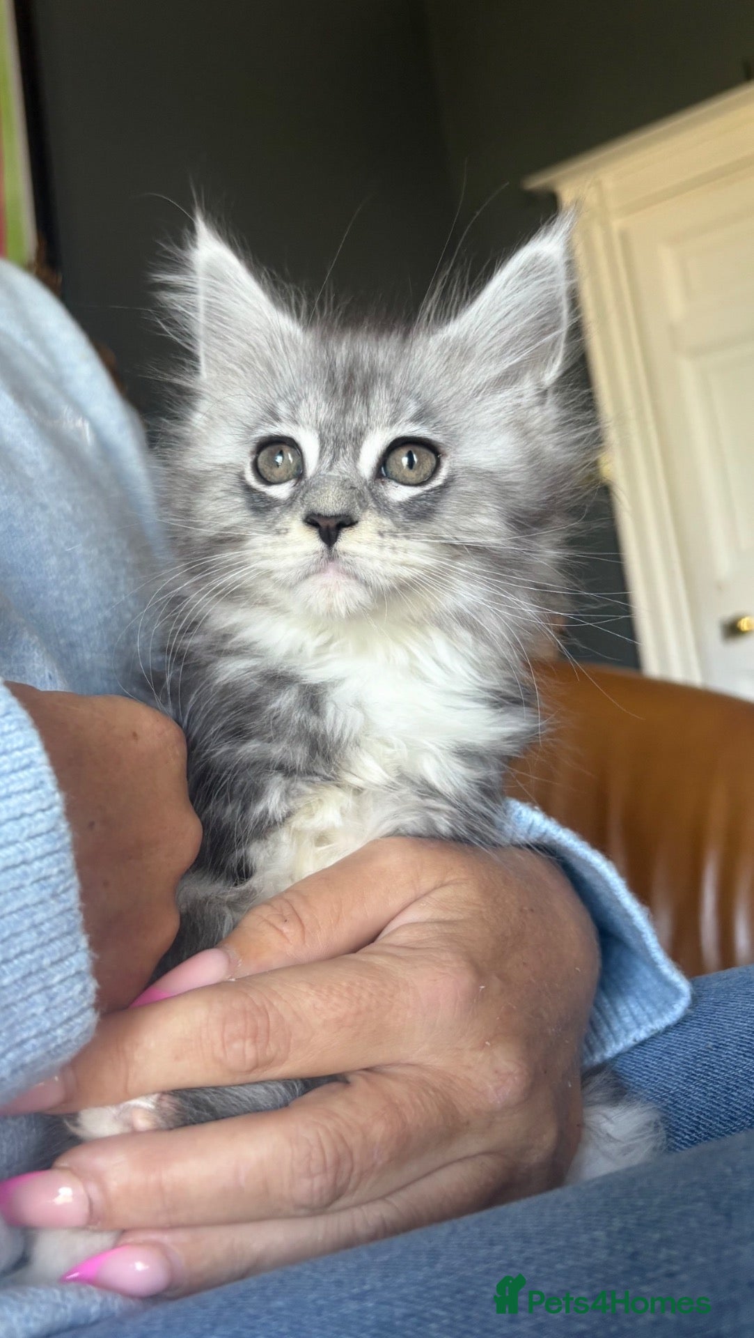 Maine Coon cats XL TICA REG ACTIVE 1 GIRL ONLY - Advert 2