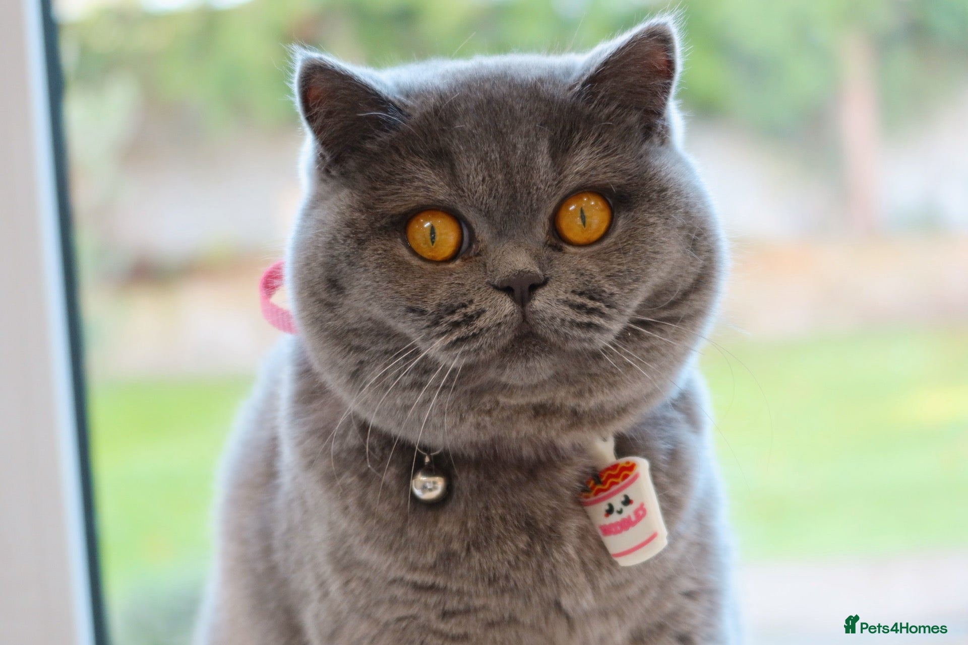 British Shorthair cats Active British Shorthair Blue Girl - READY NOW - Advert 2