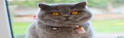 British Shorthair cats for sale: Active British Shorthair Blue Girl - READY NOW - Advert 2