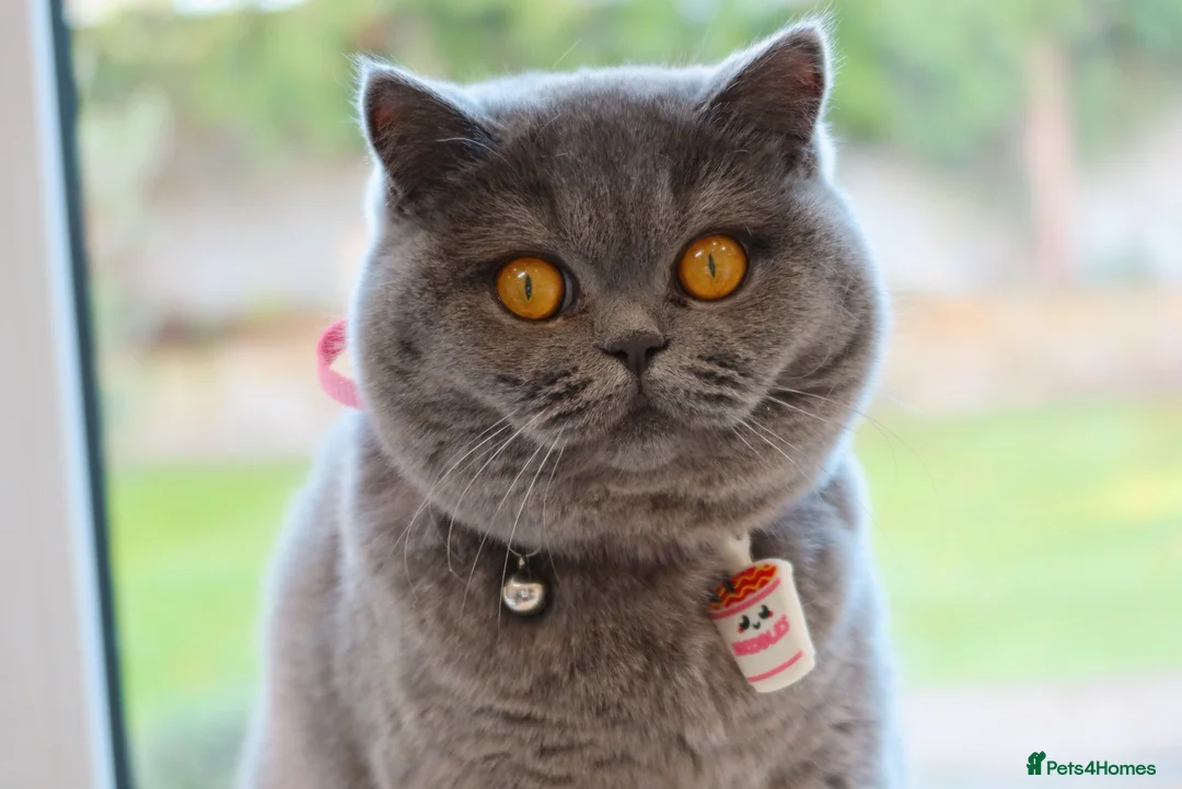 British Shorthair cats for sale: Active British Shorthair Blue Girl - READY NOW - Advert 2