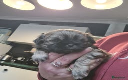 Shih Tzu dogs for sale: Shih tzu puppies - Image 1