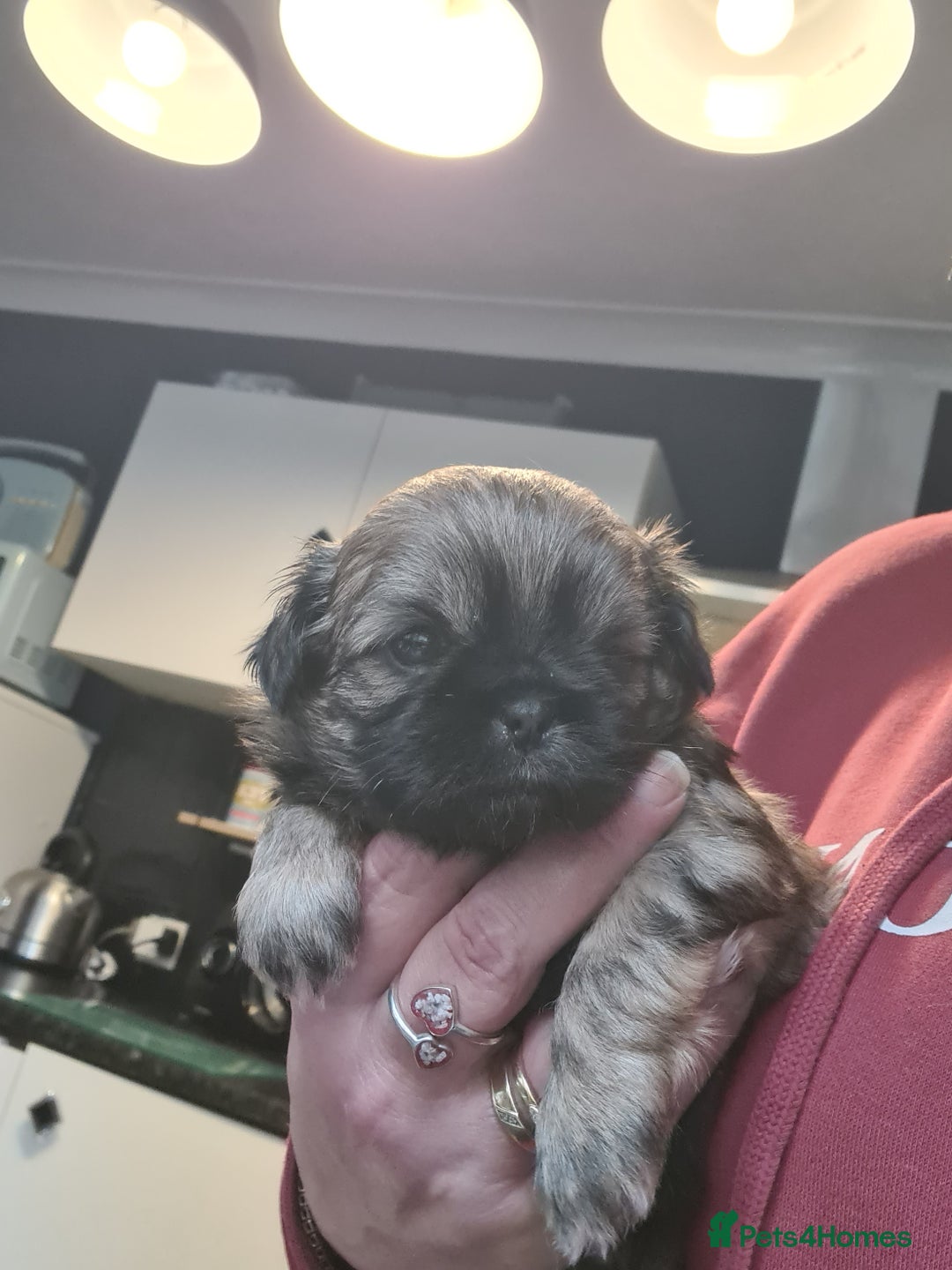 Shih Tzu dogs for sale: Shih tzu puppies - Image 1