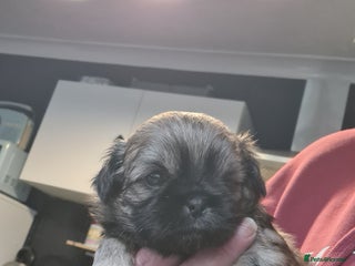 Shih Tzu dogs - Advert 1