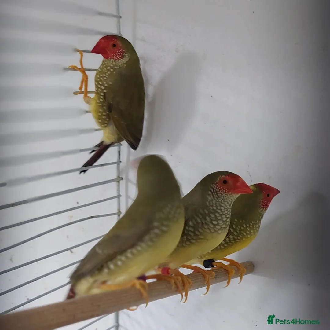 Finches birds for sale: Only few Foreign finches left for sale  - Advert 2