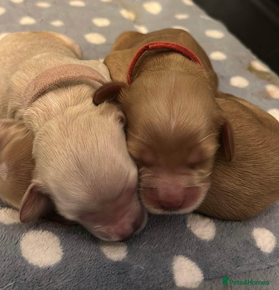 Cockapoo dogs for sale: 🐾 F1 Top Class 🐾  - Image 14