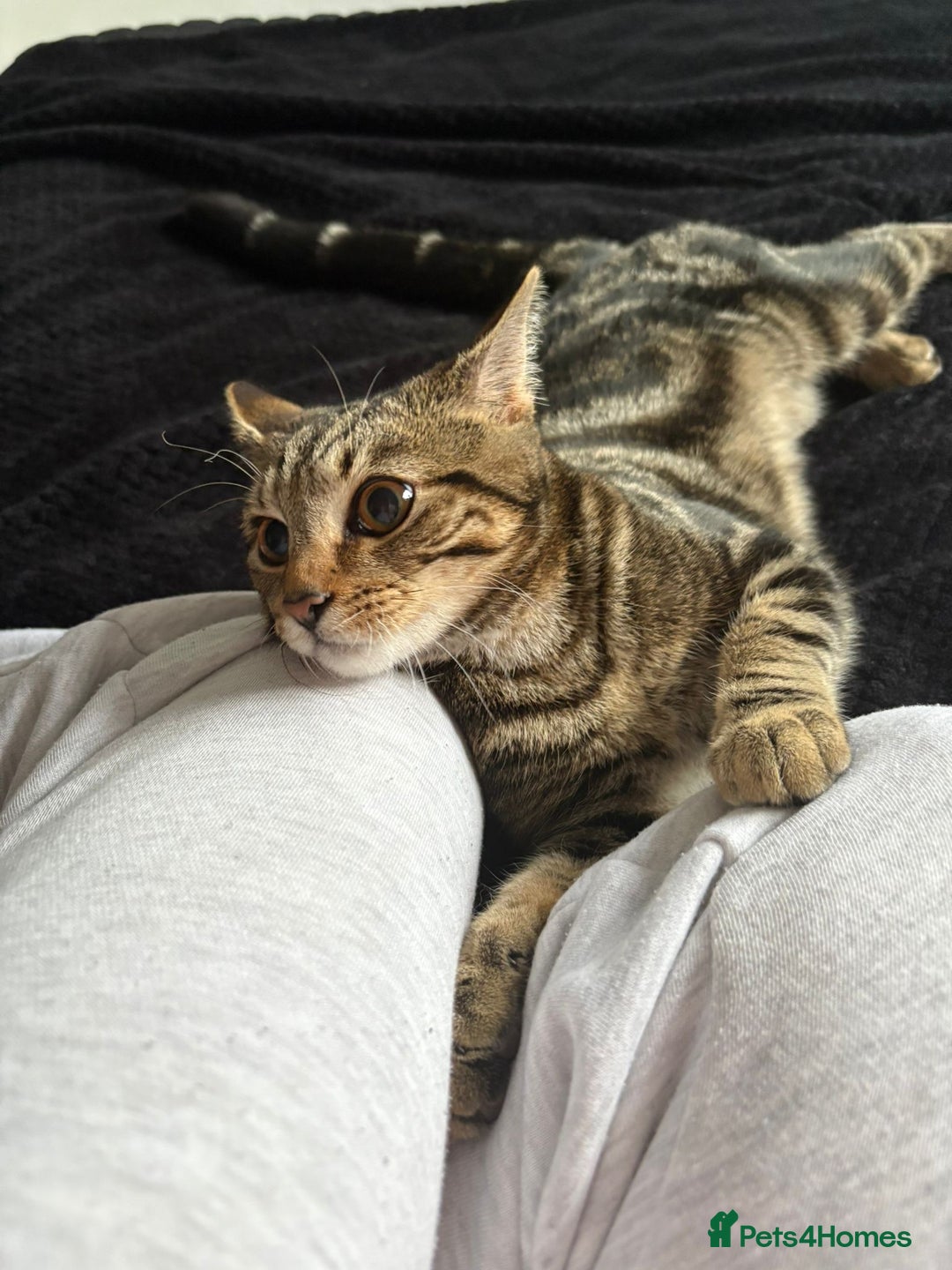Mixed Breed cats for sale: Tabby male 6 month old kitten - Advert 10