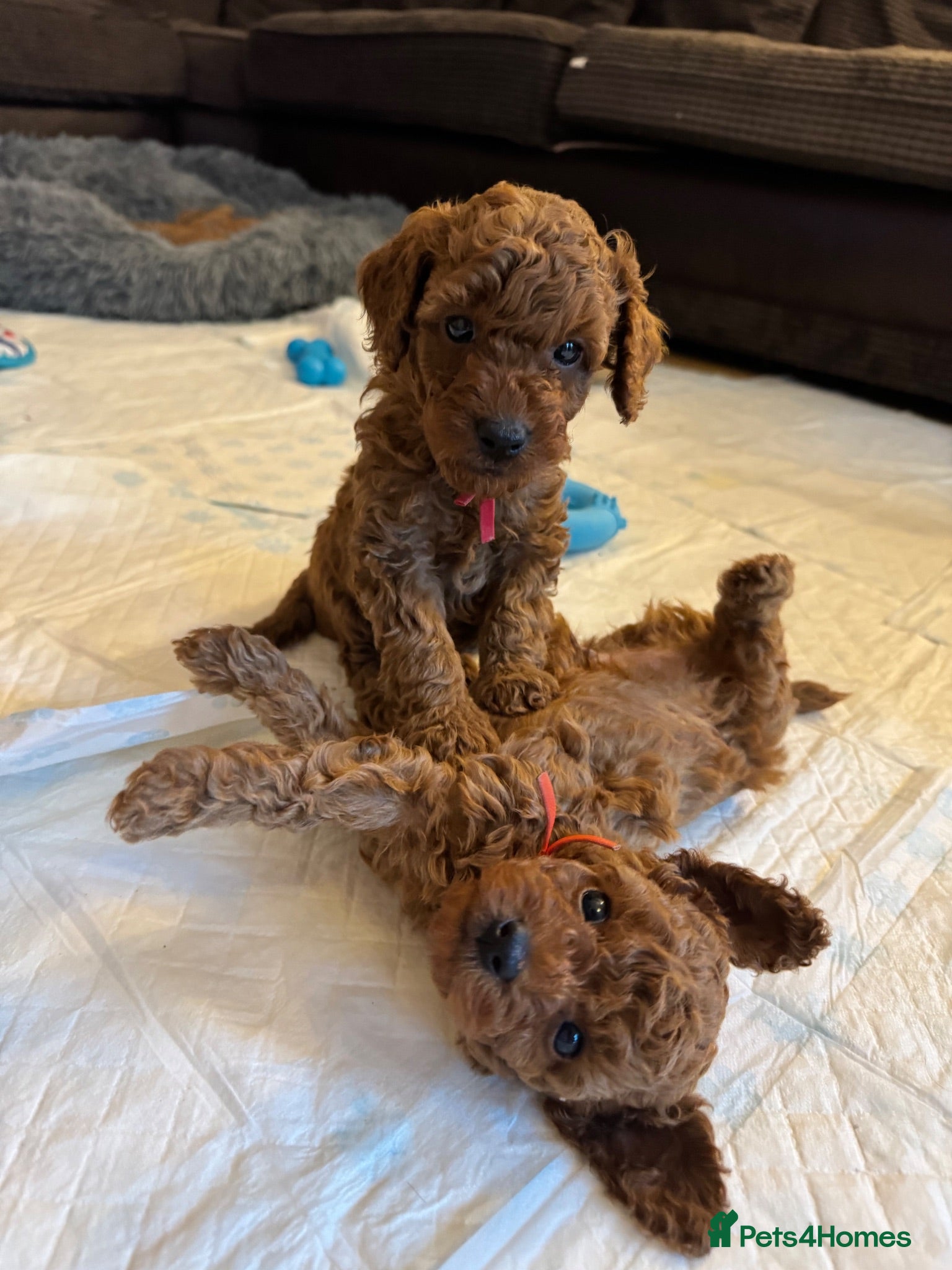 Toy Poodle dogs Puppies 🐶 Kennel Club Registered  - Advert 4