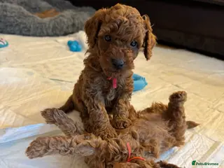 Toy Poodle dogs Puppies 🐶 Kennel Club Registered - Advert 15