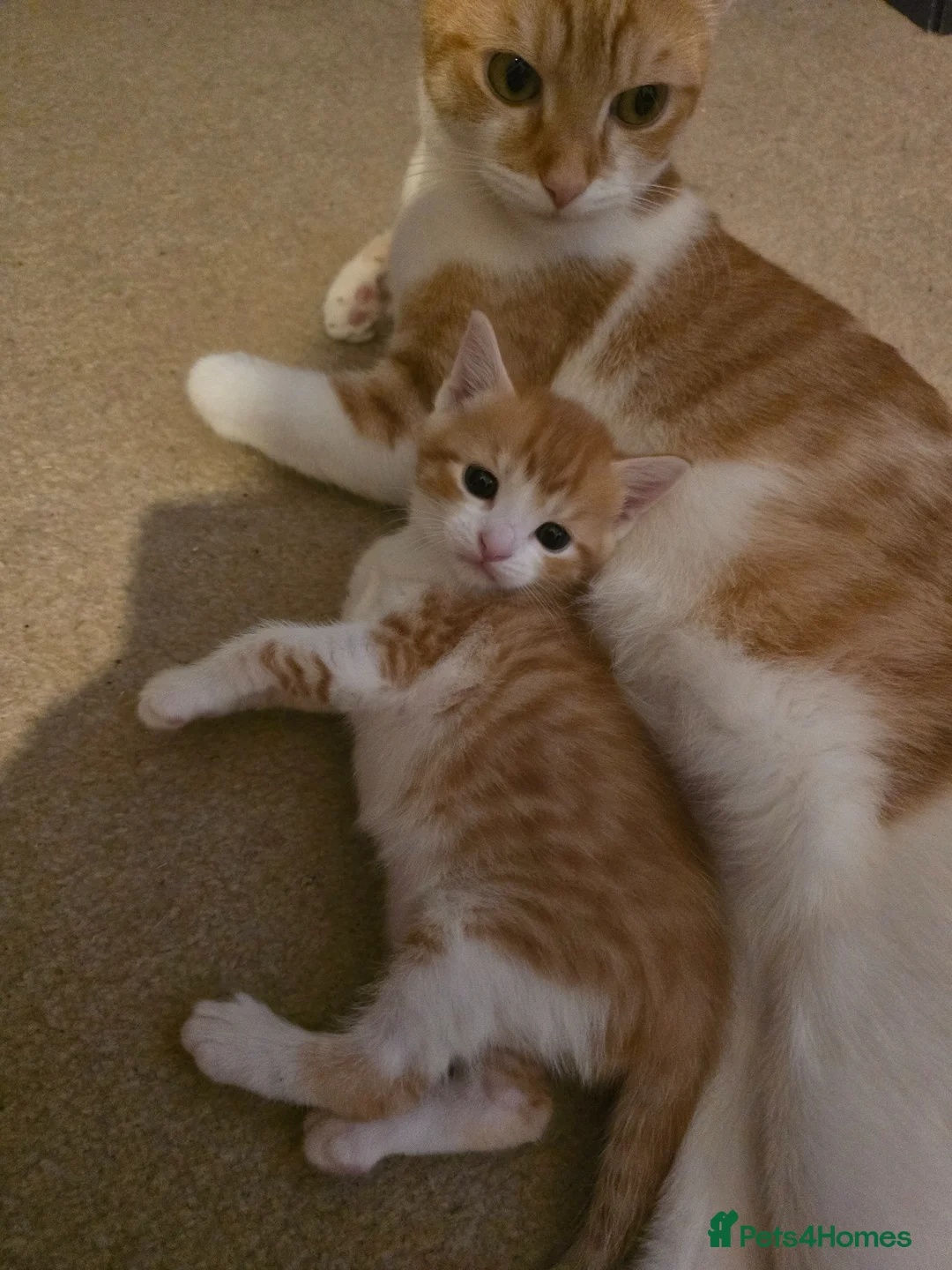 Mixed Breed cats for sale: 1 beautyfull girl looking for forever loving home in Melrose - Advert 1