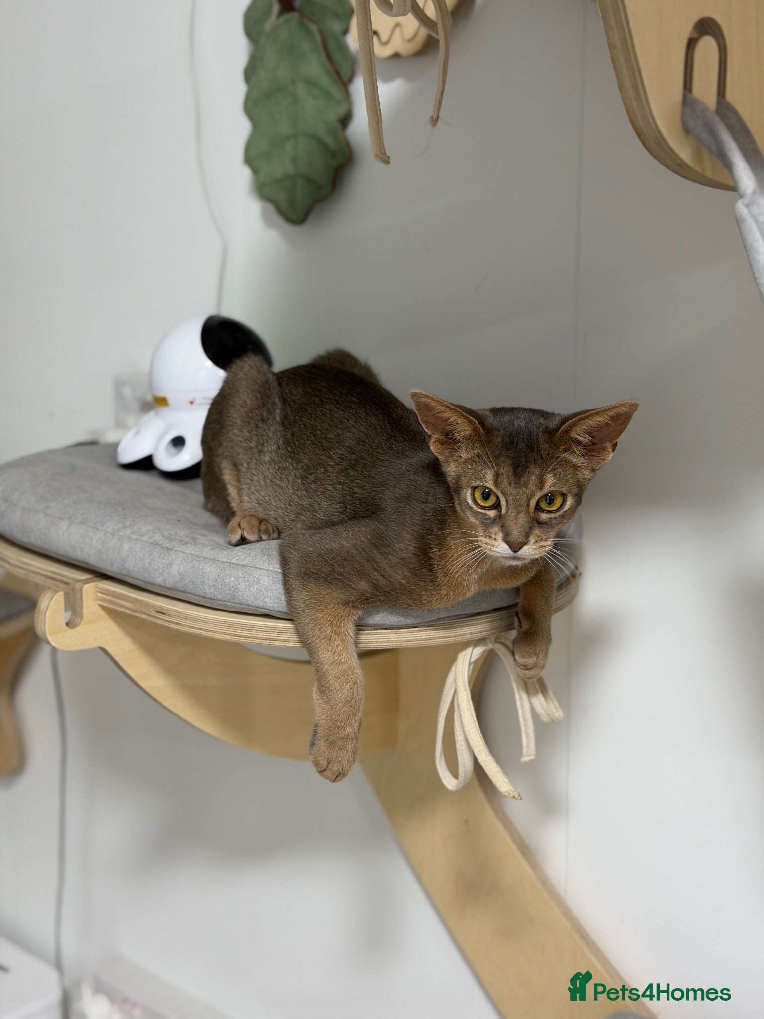 Abyssinian cats Last lovely boy😻 - Advert 2