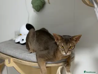 Abyssinian cats Last lovely boy😻 - Advert 2