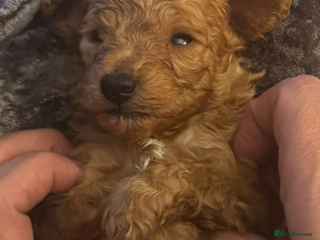 Toy Poodle dogs Toy Poodles - Advert 5