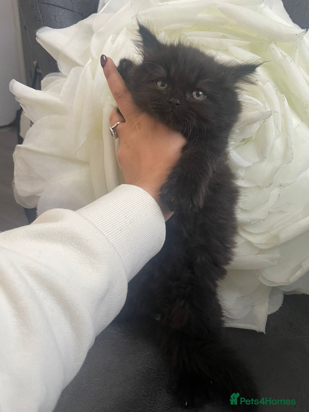 Mixed Breed cats for sale: Persian Mix kittens  - Advert 9
