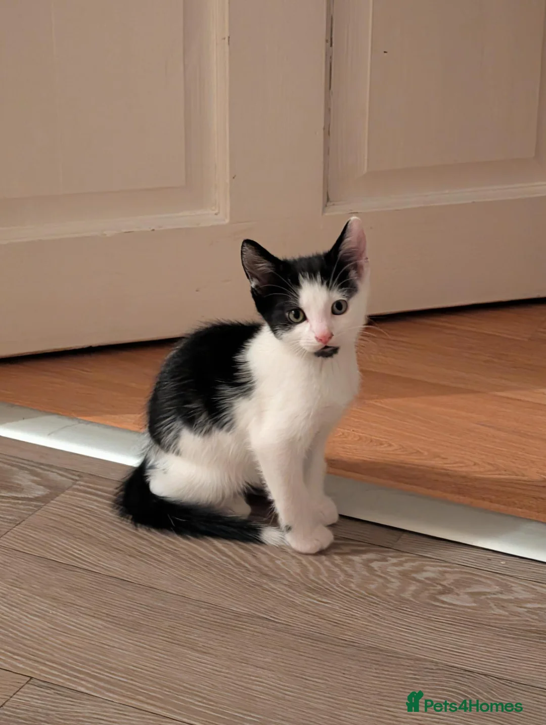 Mixed Breed cats for sale: Male kitten - Advert 1