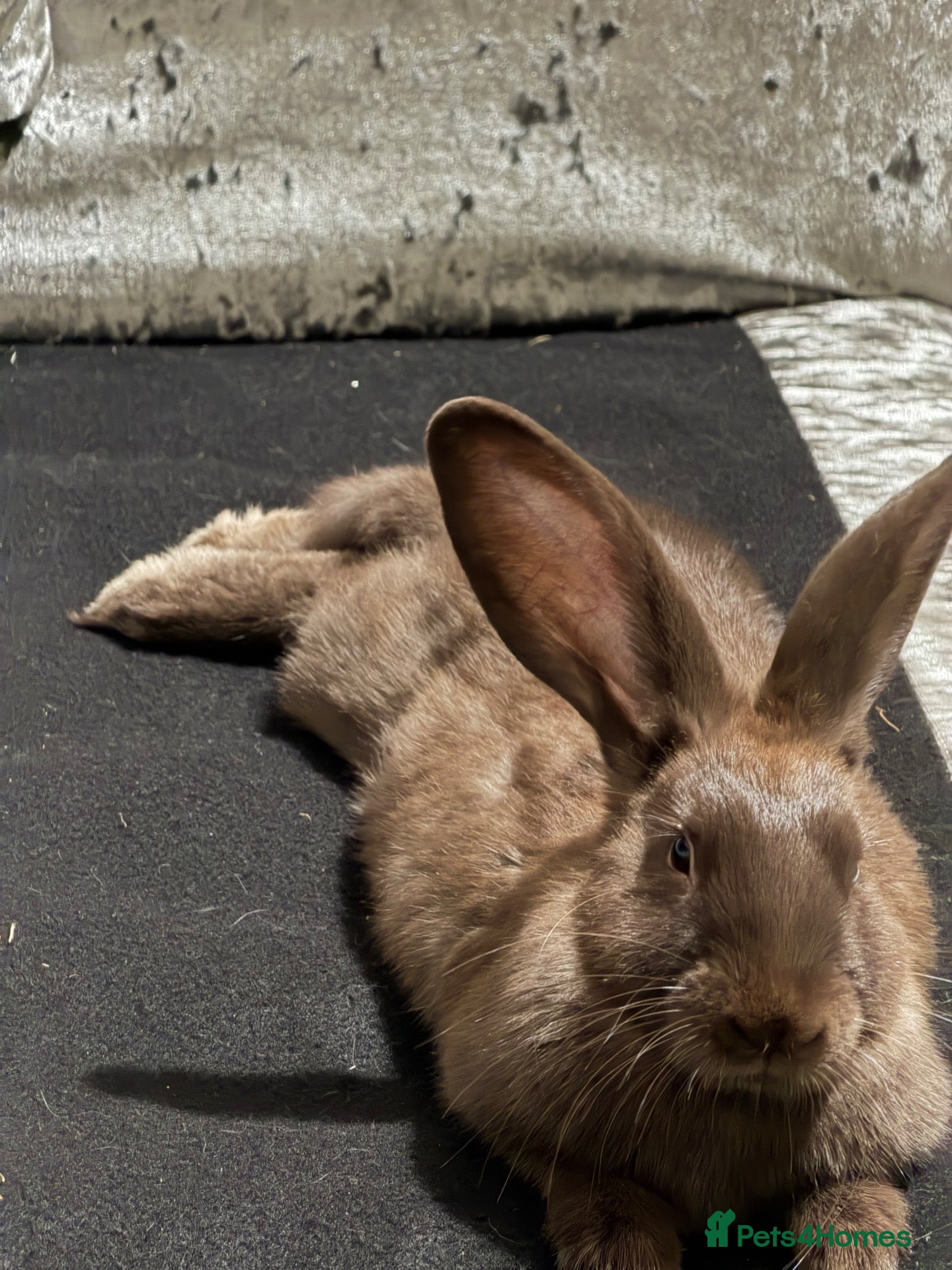 Mixed Breed rabbits Bella 🩵 - Advert 2