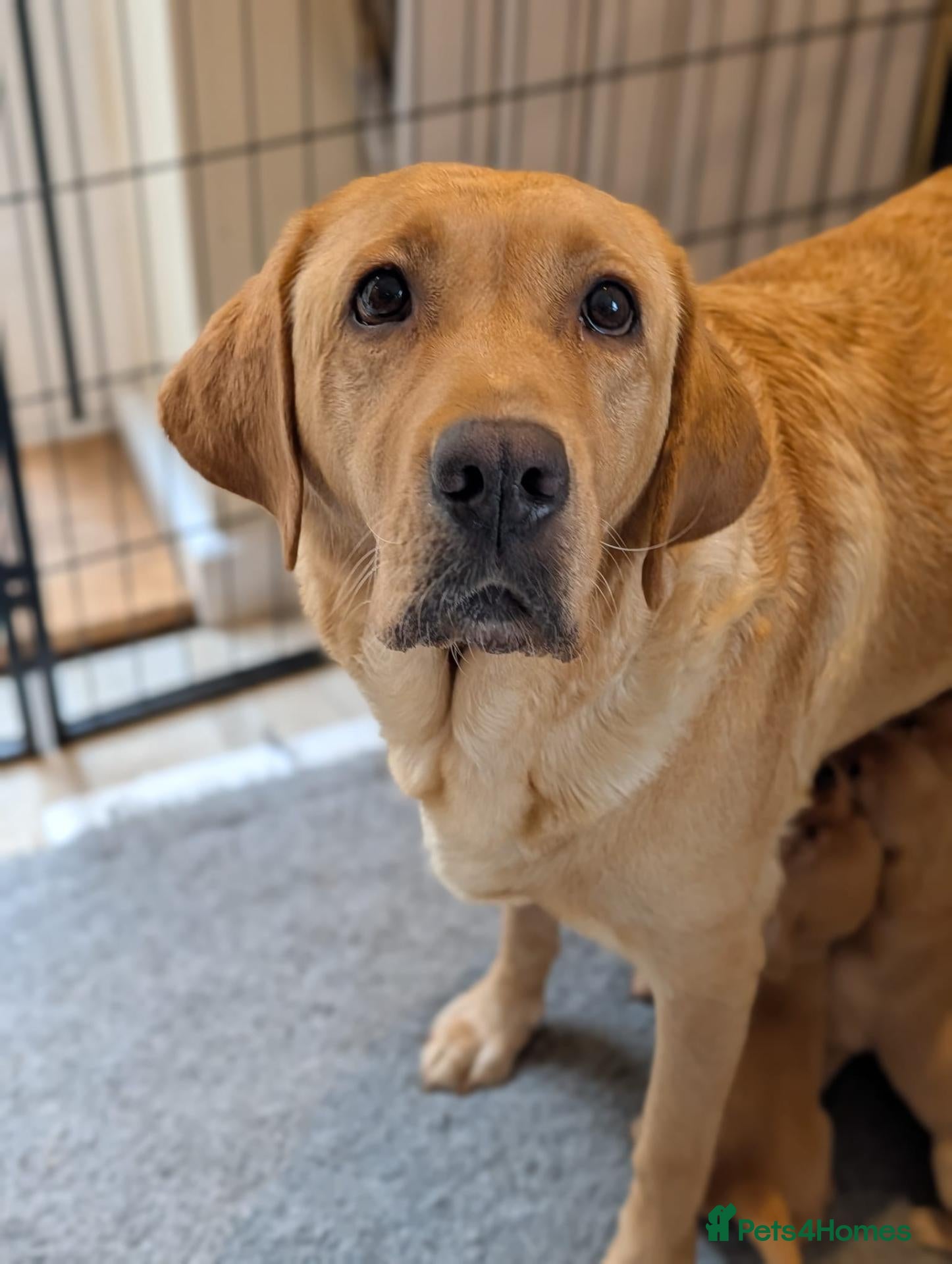 Labrador Retriever dogs Beautiful KC Registered Labrador Puppies  - Advert 1