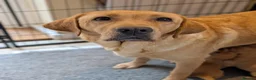 Labrador Retriever dogs for sale: Beautiful KC Registered Labrador Puppies  - Advert 1