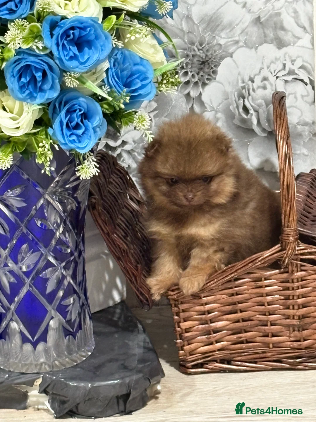 Pomeranian dogs for sale: 2 amazing boy Pomeranian puppies  - Advert 1