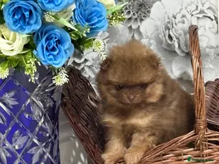 Pomeranian dogs 2 amazing boy Pomeranian puppies - Advert 5