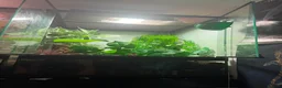 Frog reptiles for sale: Red eyed tree frog complete with set up  - Advert 6