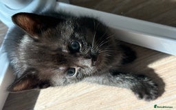 American Shorthair cats for sale: Kittens for sale boys and girls. - Image 8