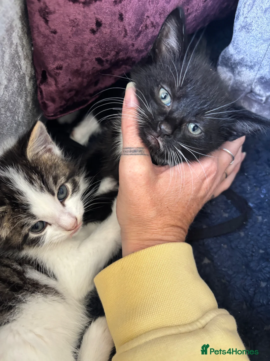 Mixed Breed cats for sale: 3 handsome boys  - Advert 5