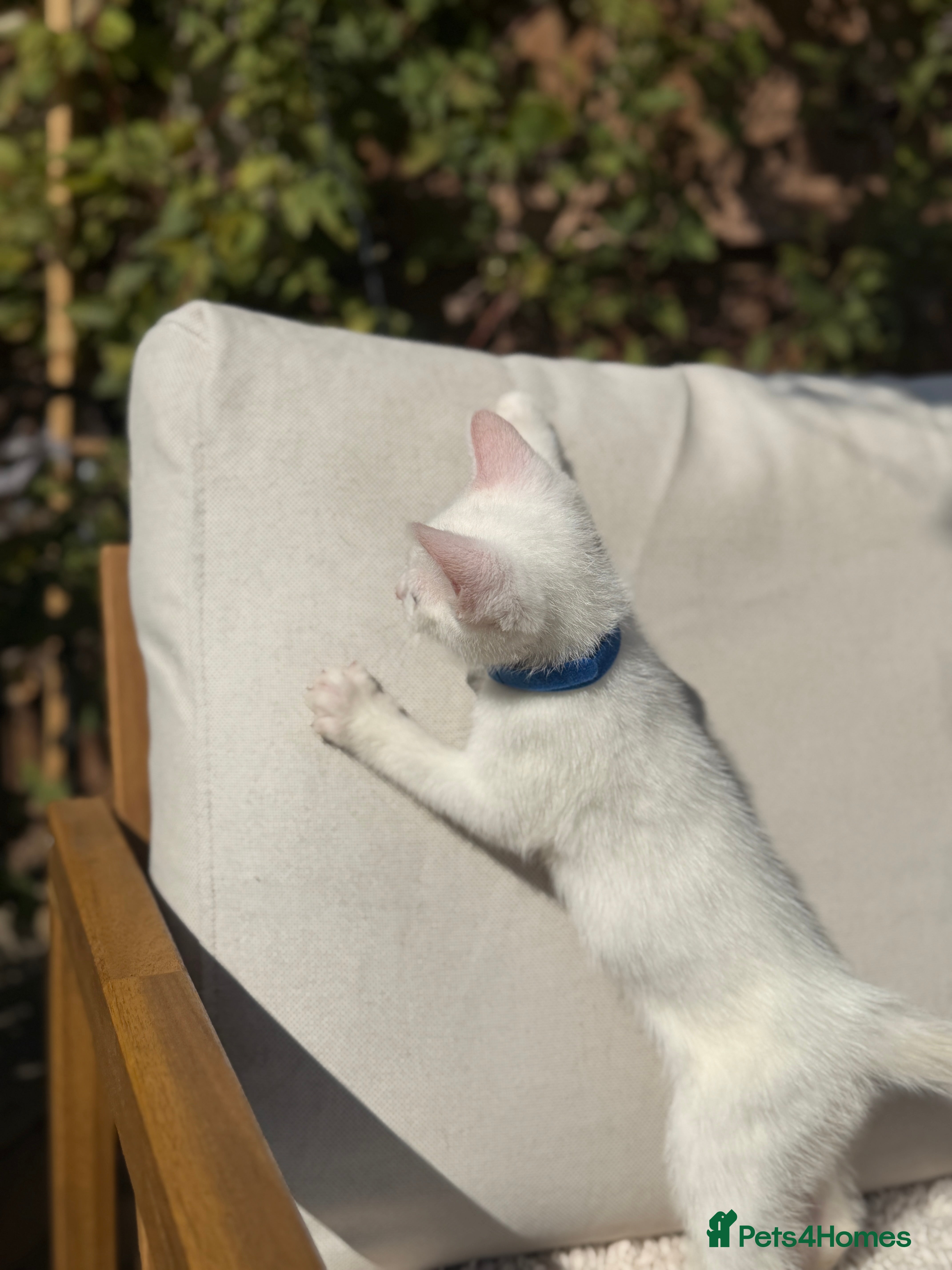 Turkish Angora cats 😻  Turkish Angora X Kittens - Advert 2